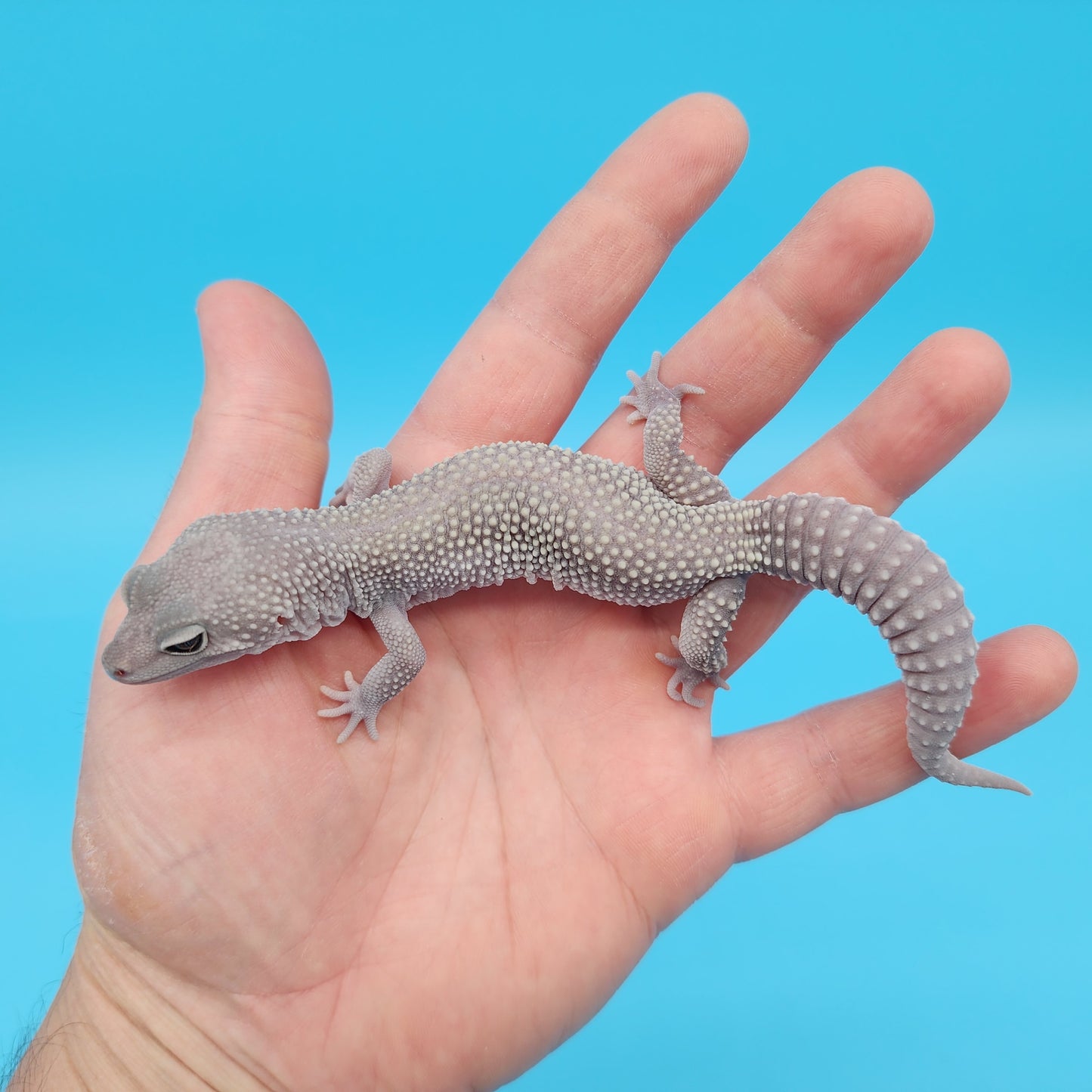 Male Afghanicus Midnight Blizzard Pos Mack Snow Leopard Gecko