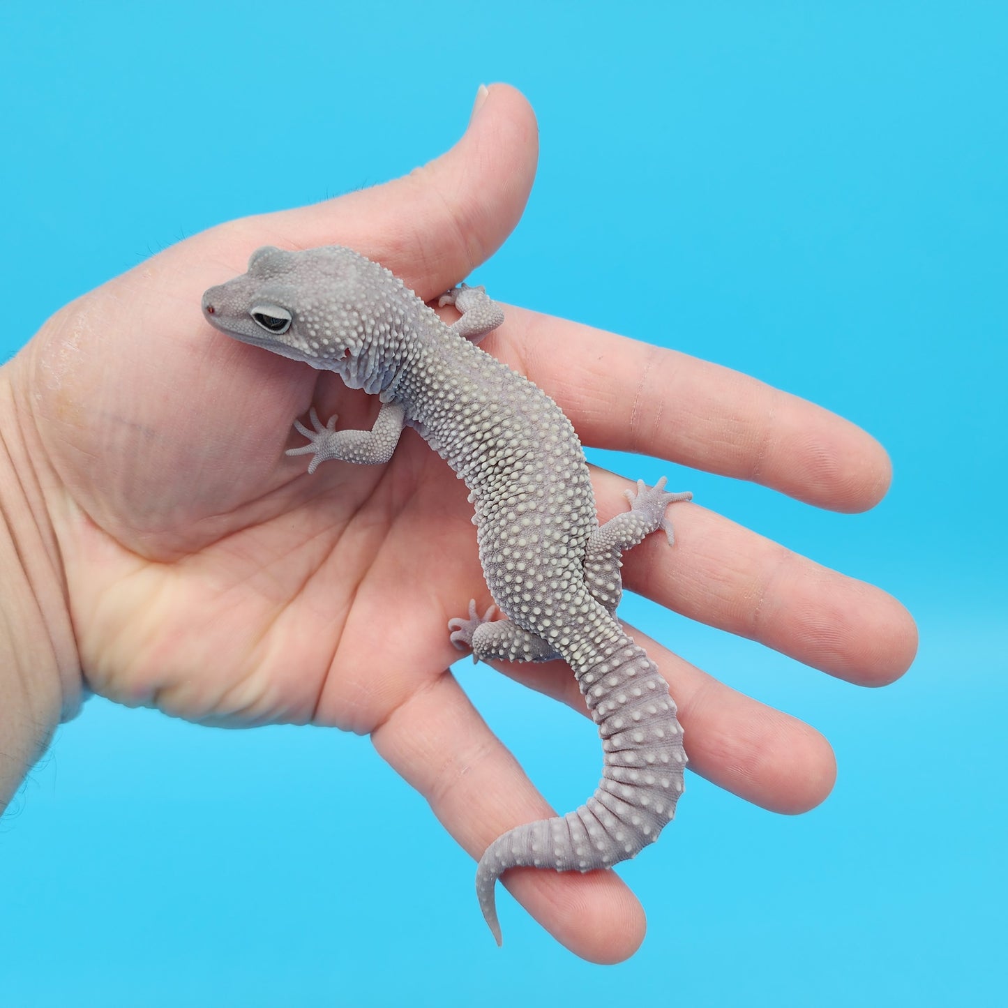 Male Afghanicus Midnight Blizzard Pos Mack Snow Leopard Gecko