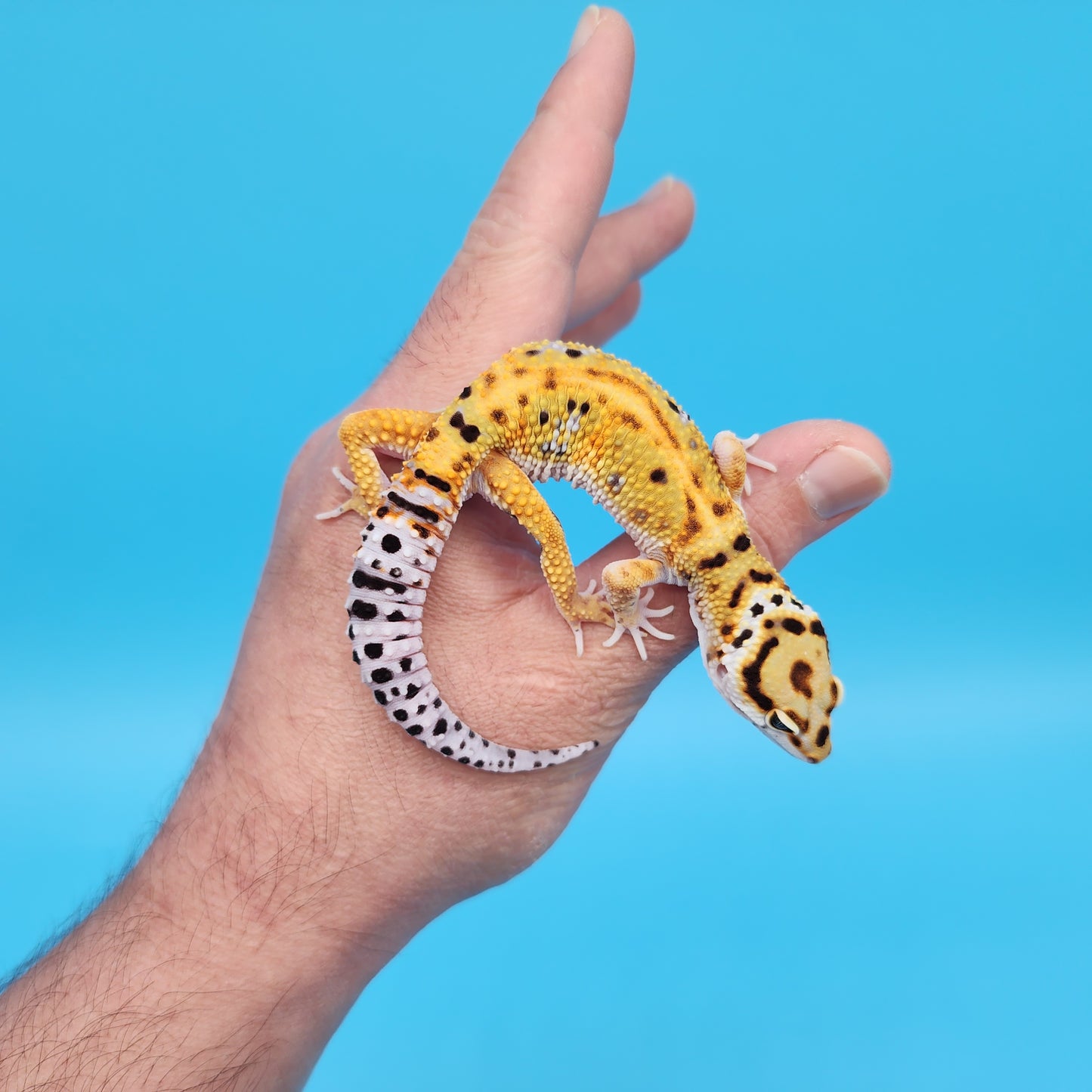 Male Mandarin Inferno Tangerine Bold Cross Red Stripe Jungle Pos White & Yellow Leopard Gecko