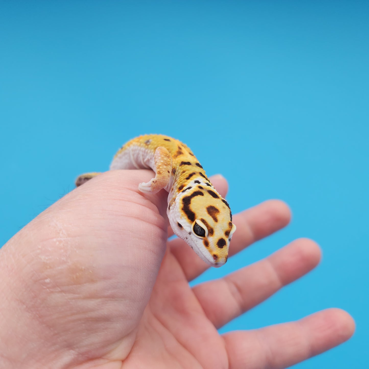 Male Mandarin Inferno Tangerine Bold Cross Red Stripe Jungle Pos White & Yellow Leopard Gecko