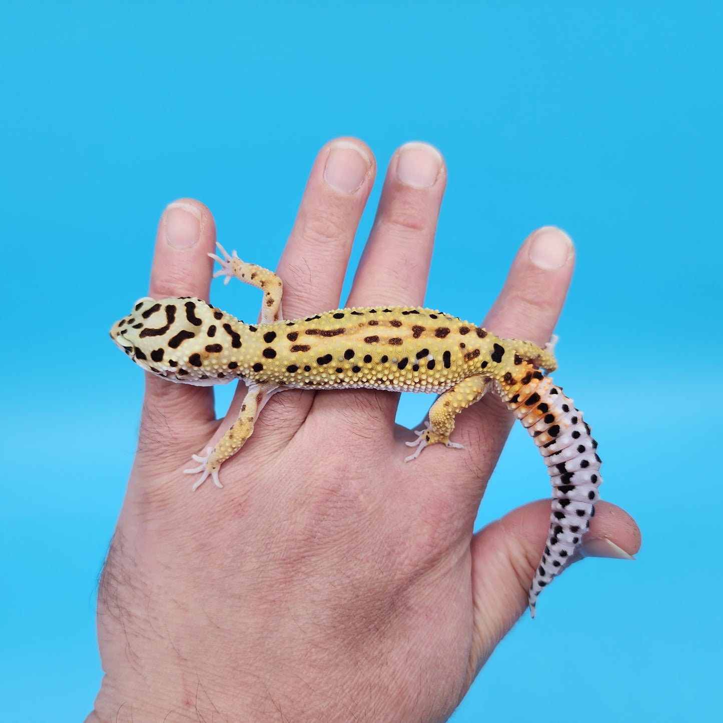 Female Mandarin Inferno Tangerine Bold Cross Red Stripe Pos White & Yellow Leopard Gecko