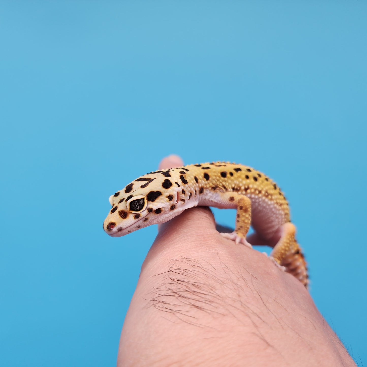 Female Mandarin Inferno Tangerine Bold Cross Red Stripe Pos White & Yellow Leopard Gecko