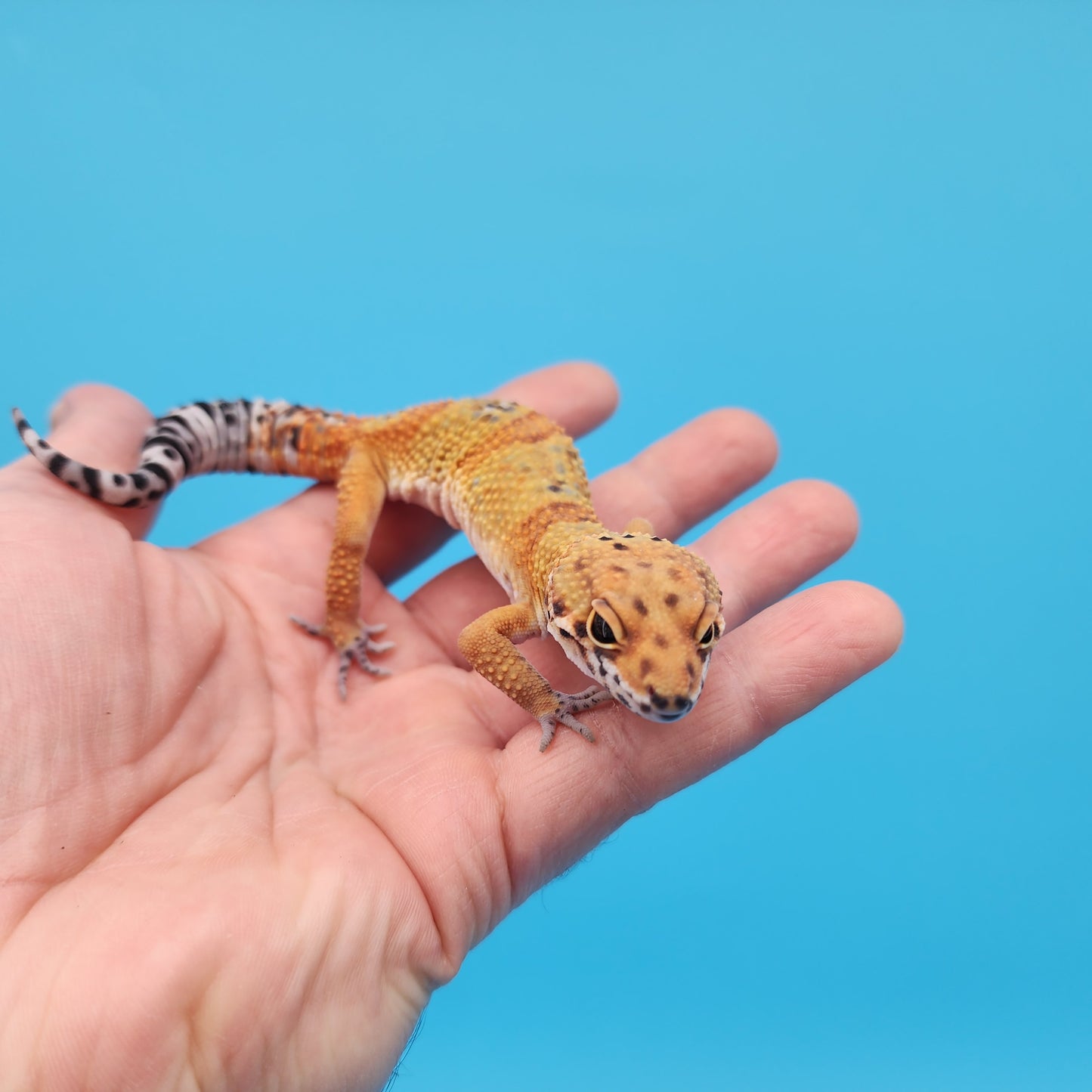 Male Mandarin Tangerine Clown Cross Leopard Gecko
