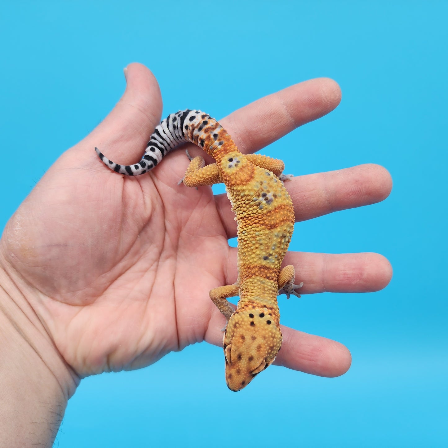 Male Mandarin Tangerine Clown Cross Leopard Gecko