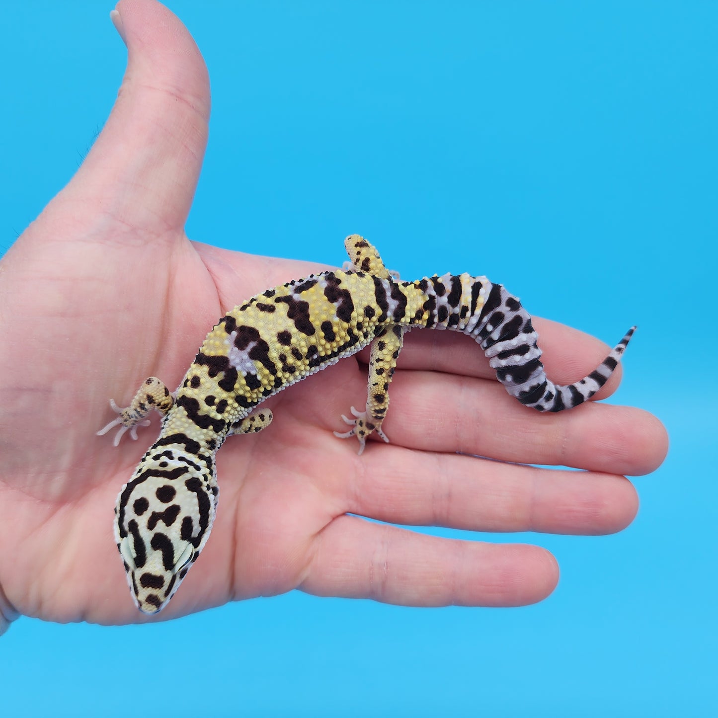 Male Afghanicus Bold Cross Hyper Xanthic Pos White & Yellow Leopard Gecko (Running Man Head Stamp)