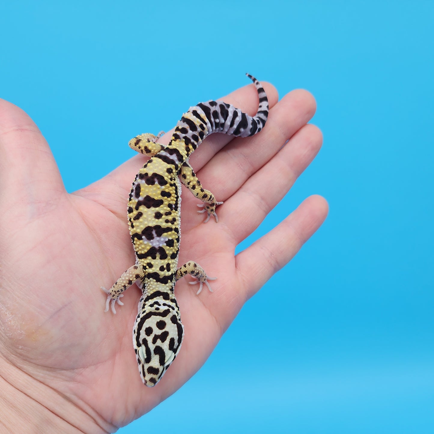 Male Afghanicus Bold Cross Hyper Xanthic Pos White & Yellow Leopard Gecko (Running Man Head Stamp)