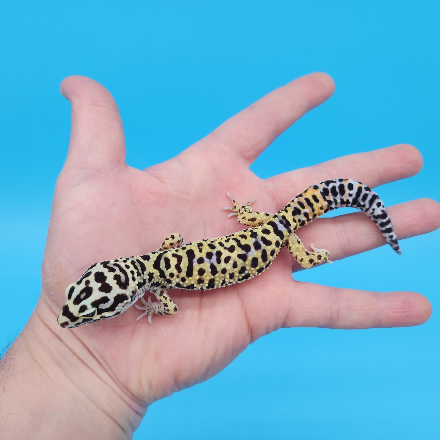 Male Afghanicus Bold Cross Leopard Gecko