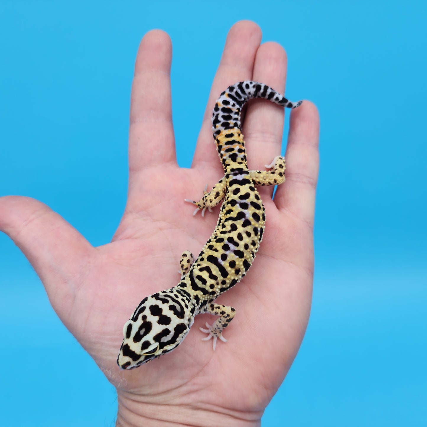 Male Afghanicus Bold Cross Leopard Gecko