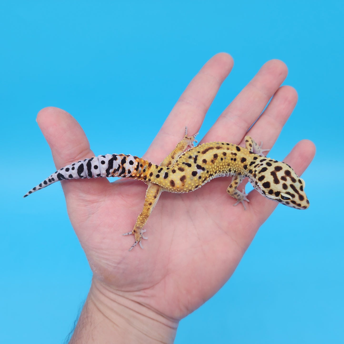 Male Inferno Tangerine Bold Cross Emerine Leopard Gecko