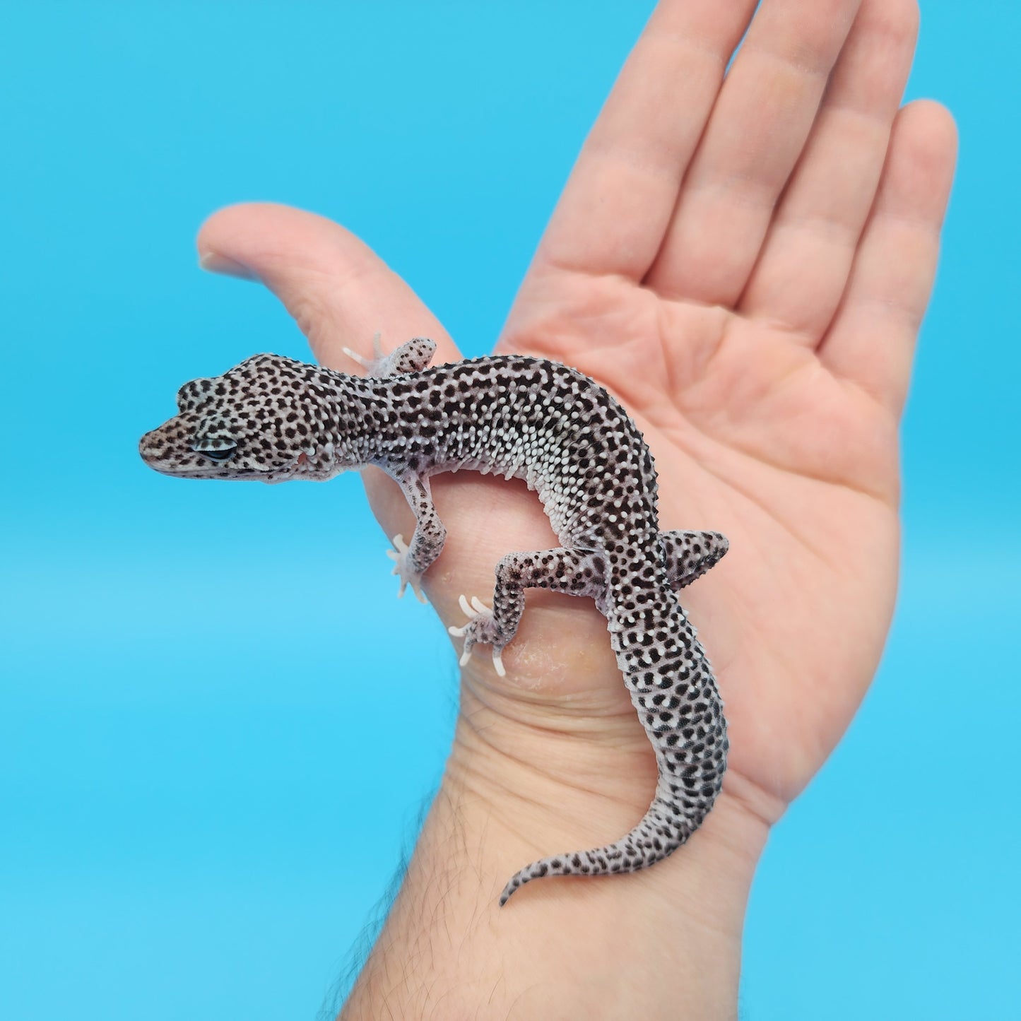 Male Afghanicus Super Snow Pos Het Eclipse Leopard Gecko