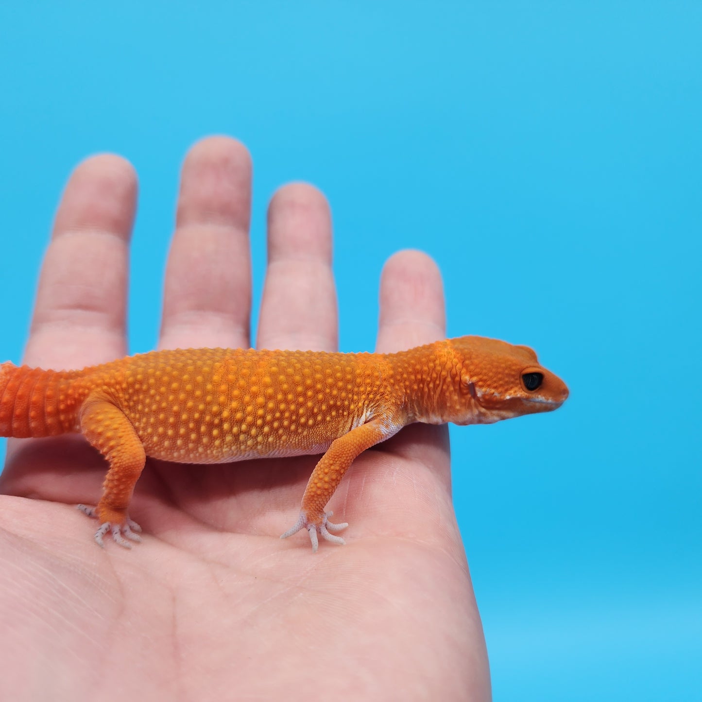 Male Mandarin Inferno Tangerine Leopard Gecko (Deep Orange)