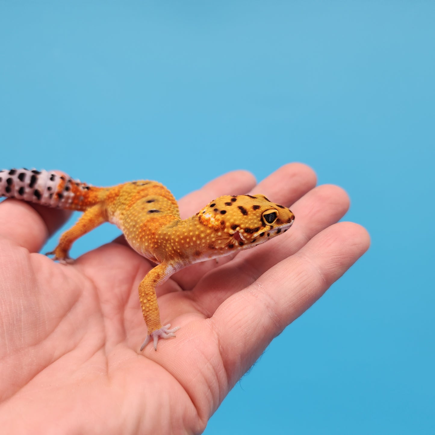 Male Mandarin Inferno Tangerine Bold Cross Emerine Leopard Gecko