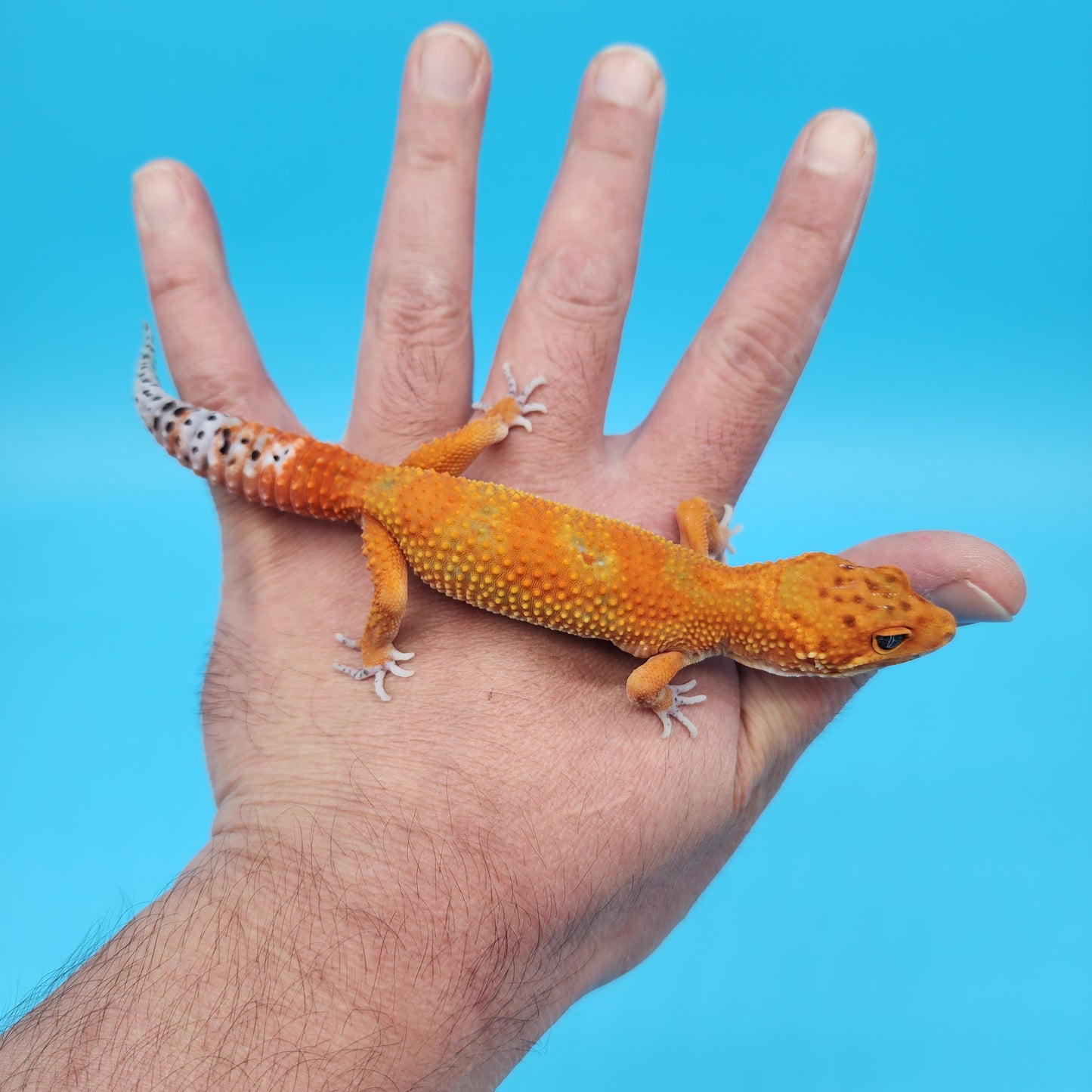 Male Mandarin Inferno Tangerine Jungle Emerine 100% het Tremper Albino Leopard Gecko (very nice in person)