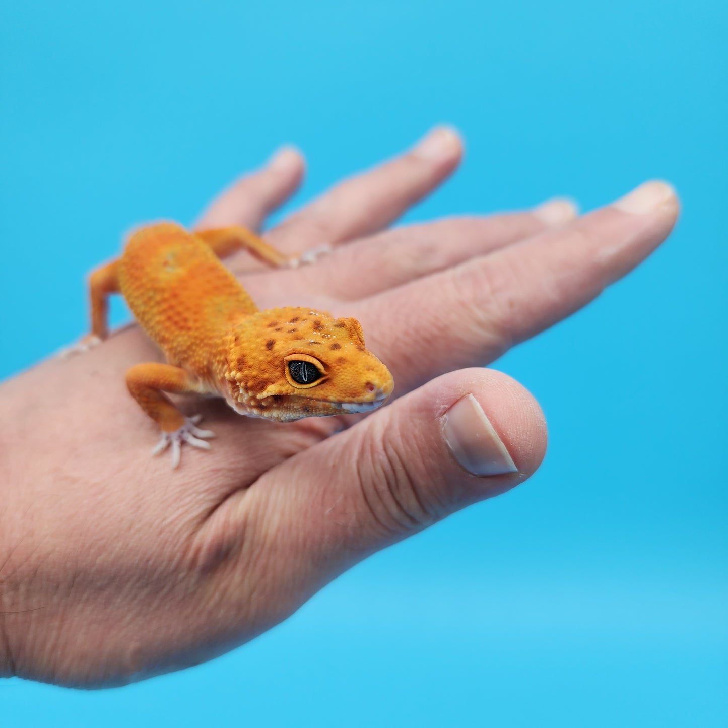 Male Mandarin Inferno Tangerine Jungle Emerine 100% het Tremper Albino Leopard Gecko (very nice in person)