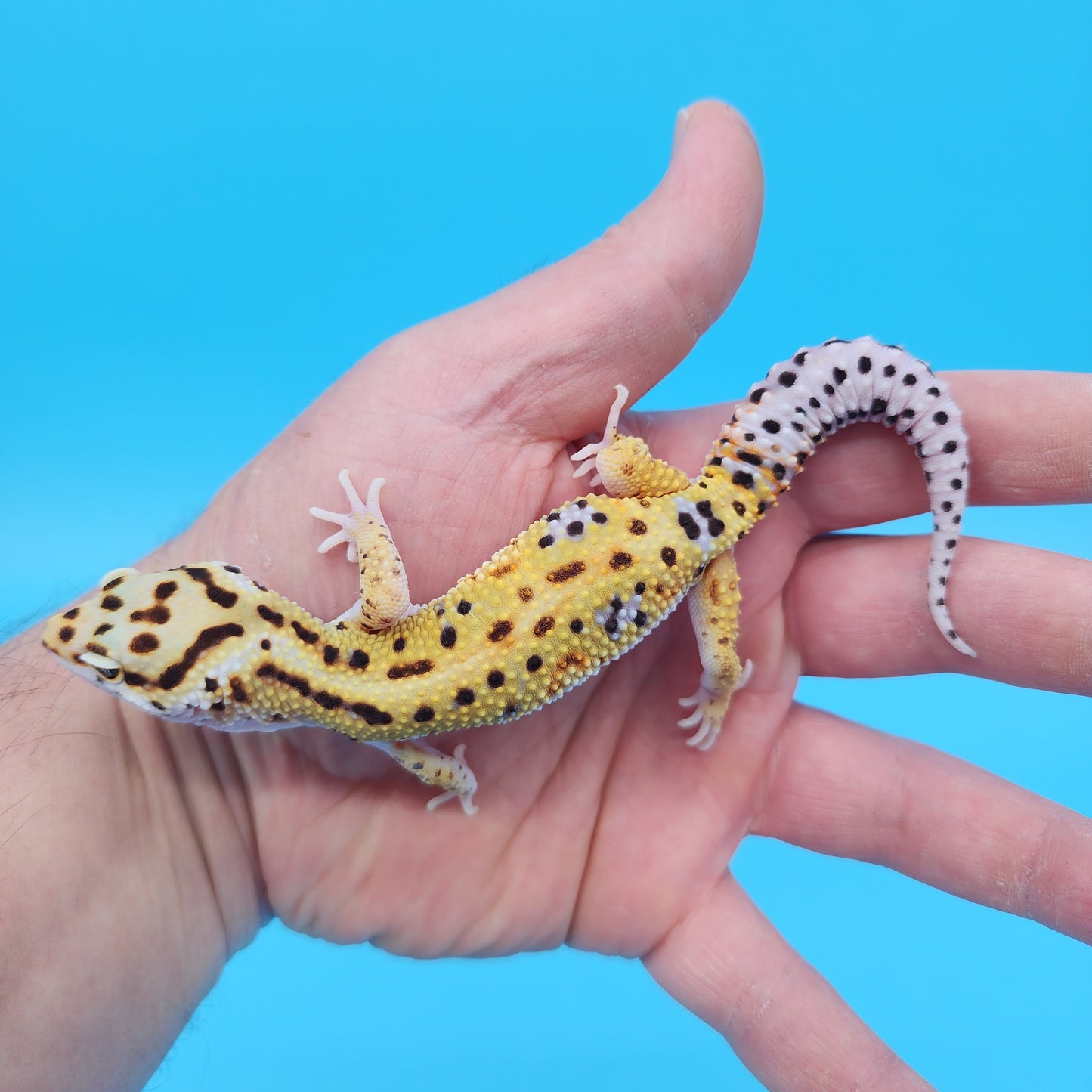 Male Mandarin Inferno Tangerine Bold Bandit White and Yellow Leopard Gecko