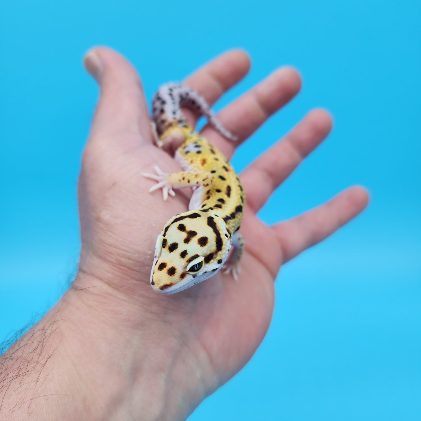 Male Mandarin Inferno Tangerine Bold Bandit White and Yellow Leopard Gecko