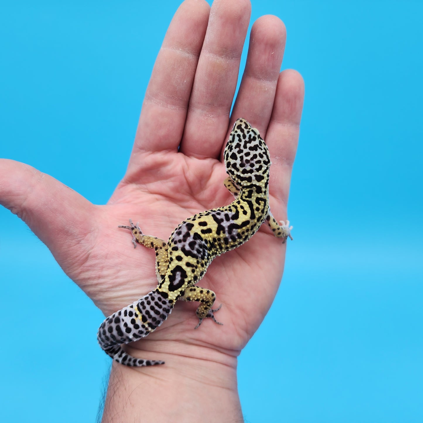 Female Black Night (50%) Afghanicus (25%) Turcmenicus (25%) Leopard Gecko (very unique!)