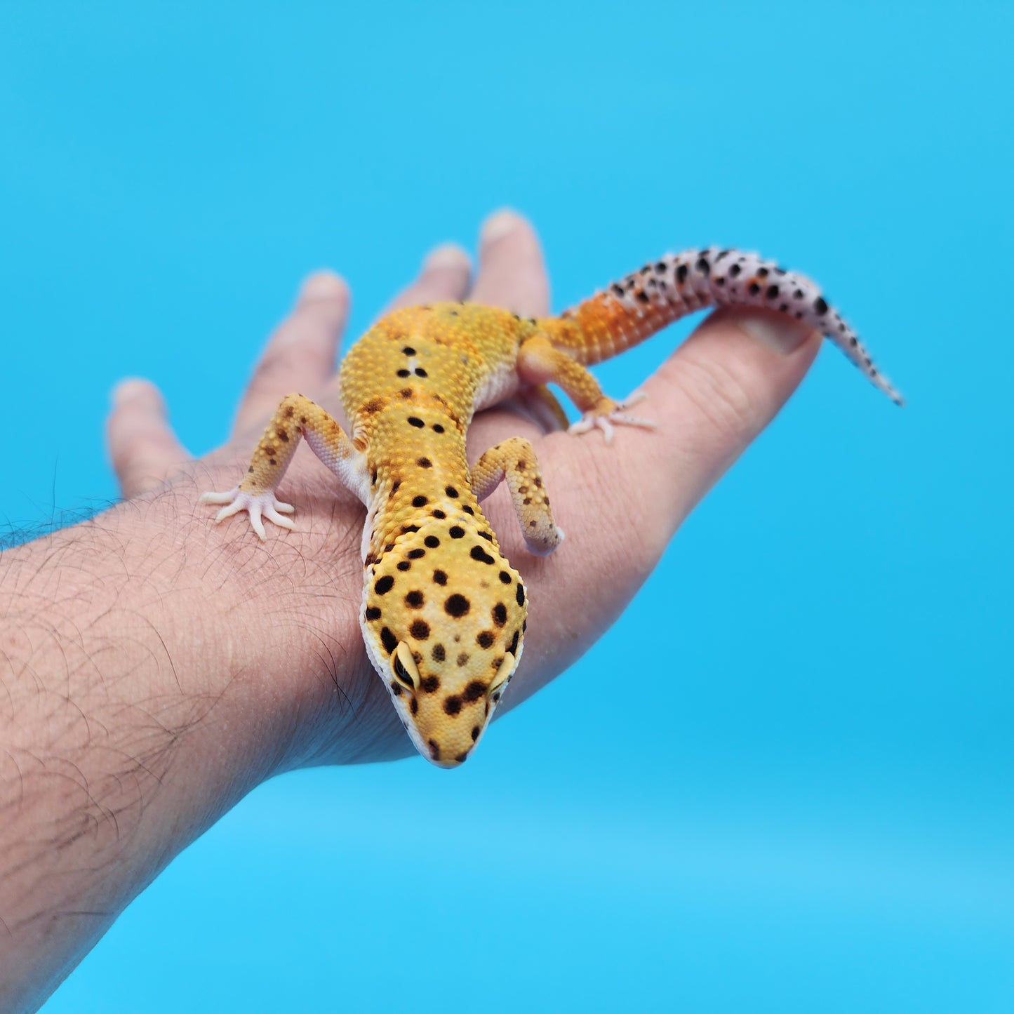 Male Mandarin Inferno Tangerine Bold Emerine Leopard Gecko