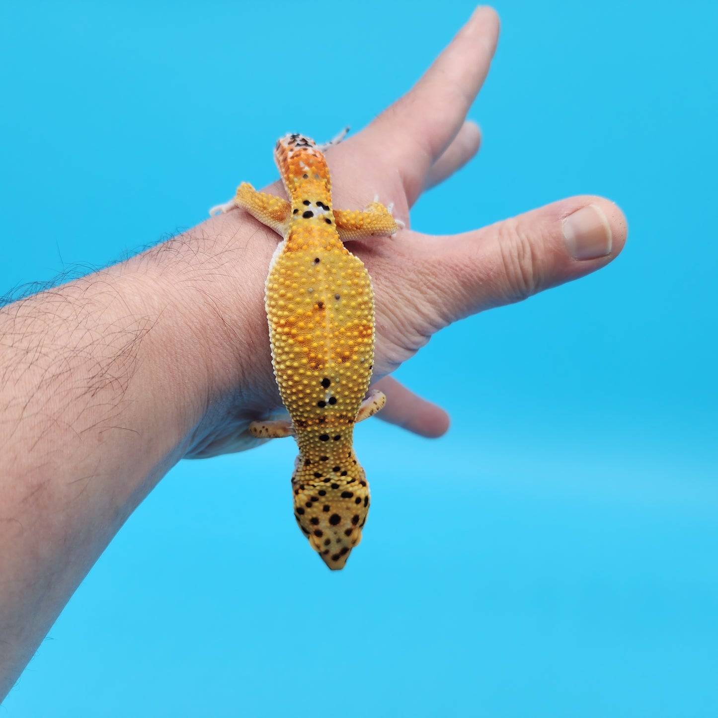 Male Mandarin Inferno Tangerine Bold Emerine Leopard Gecko