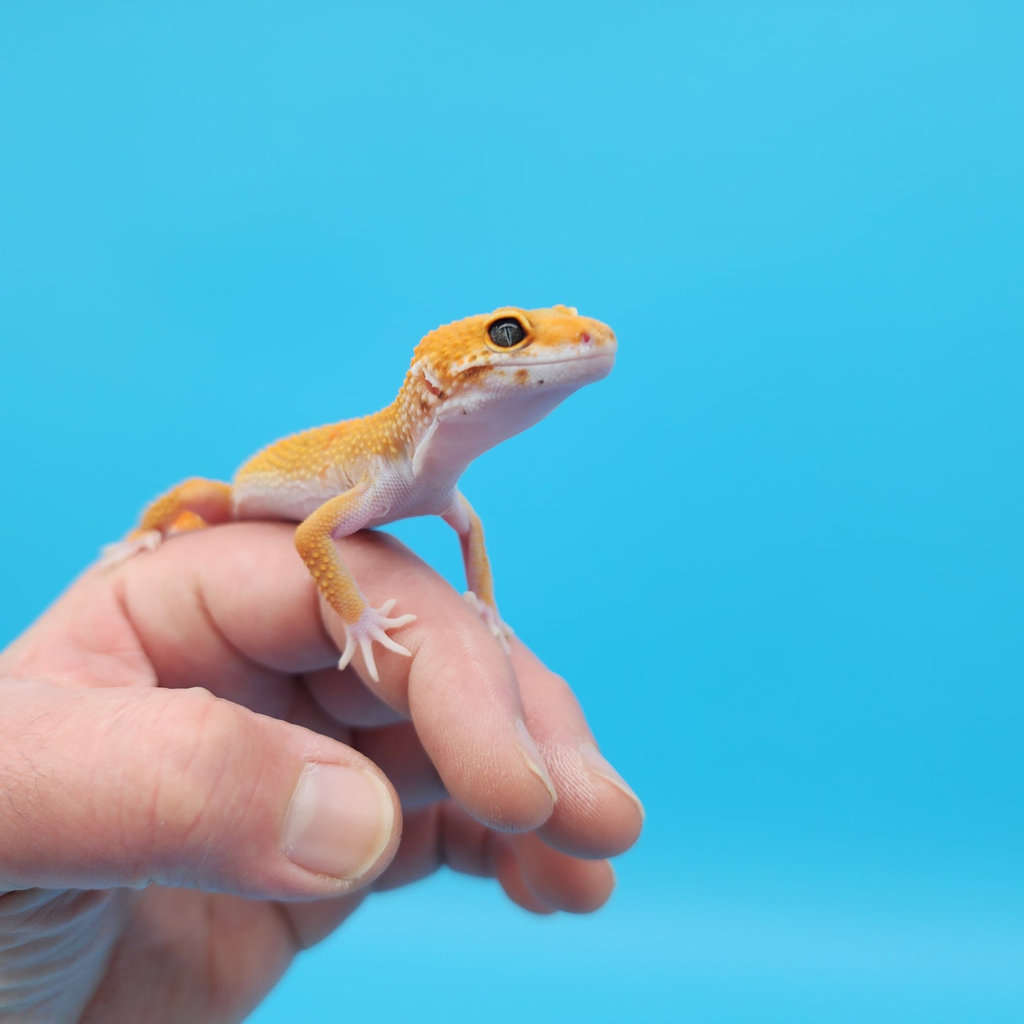 Male Super Hypo Baldy Mandarin Tangerine Bold Leopard Gecko