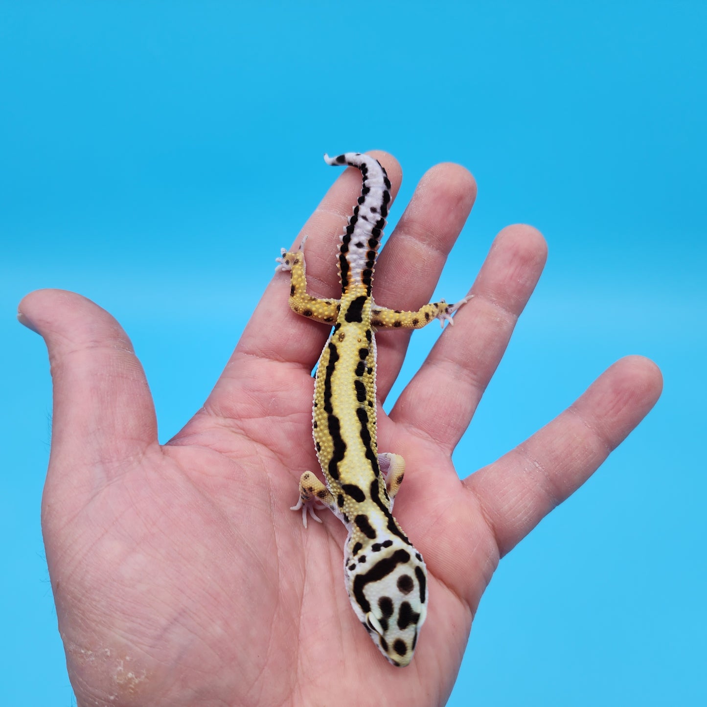 Male Hyper Xanthic Bold Stripe White and Yellow Bandit Leopard Gecko