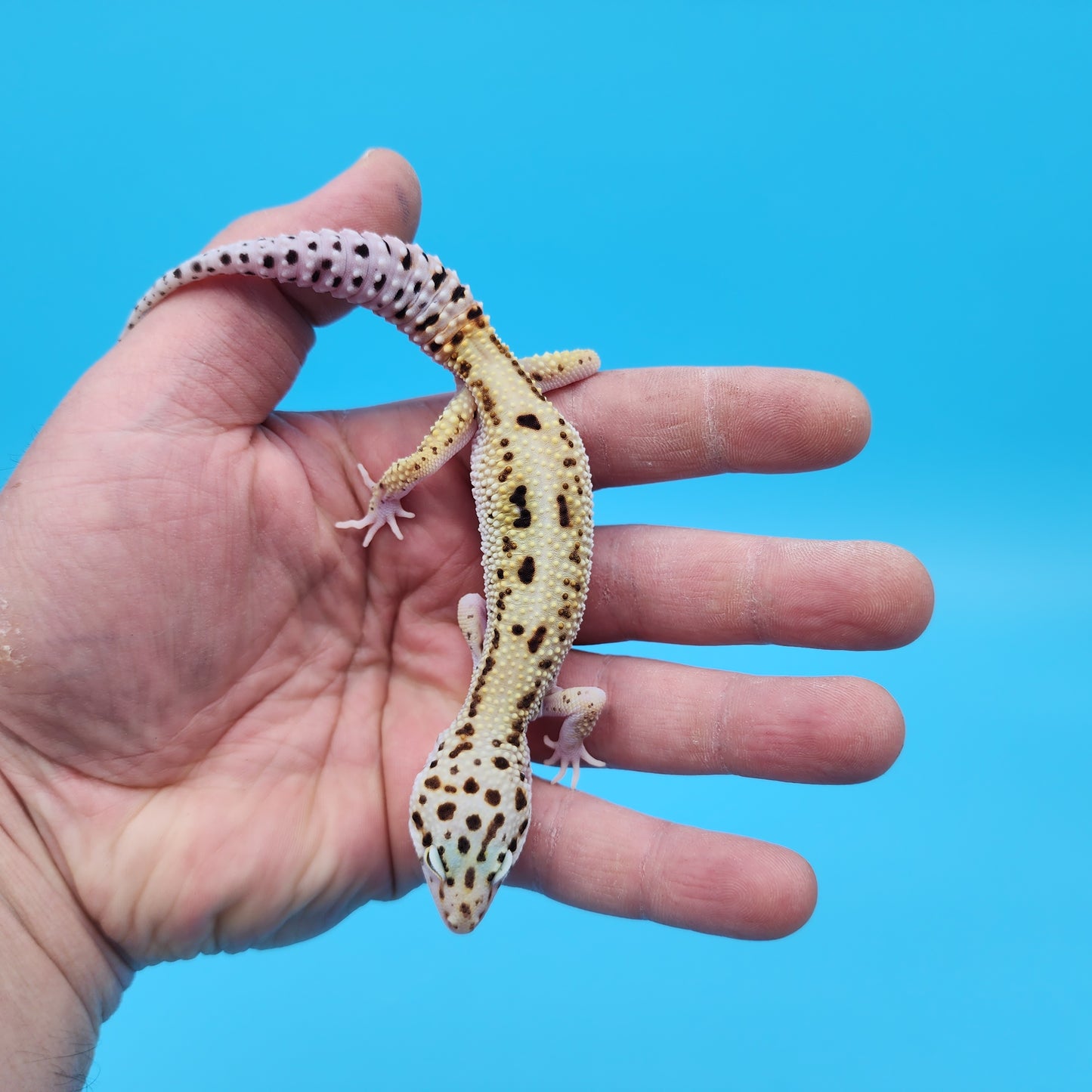 Male Hyper Xanthic Bold Stripe White and Yellow Leopard Gecko