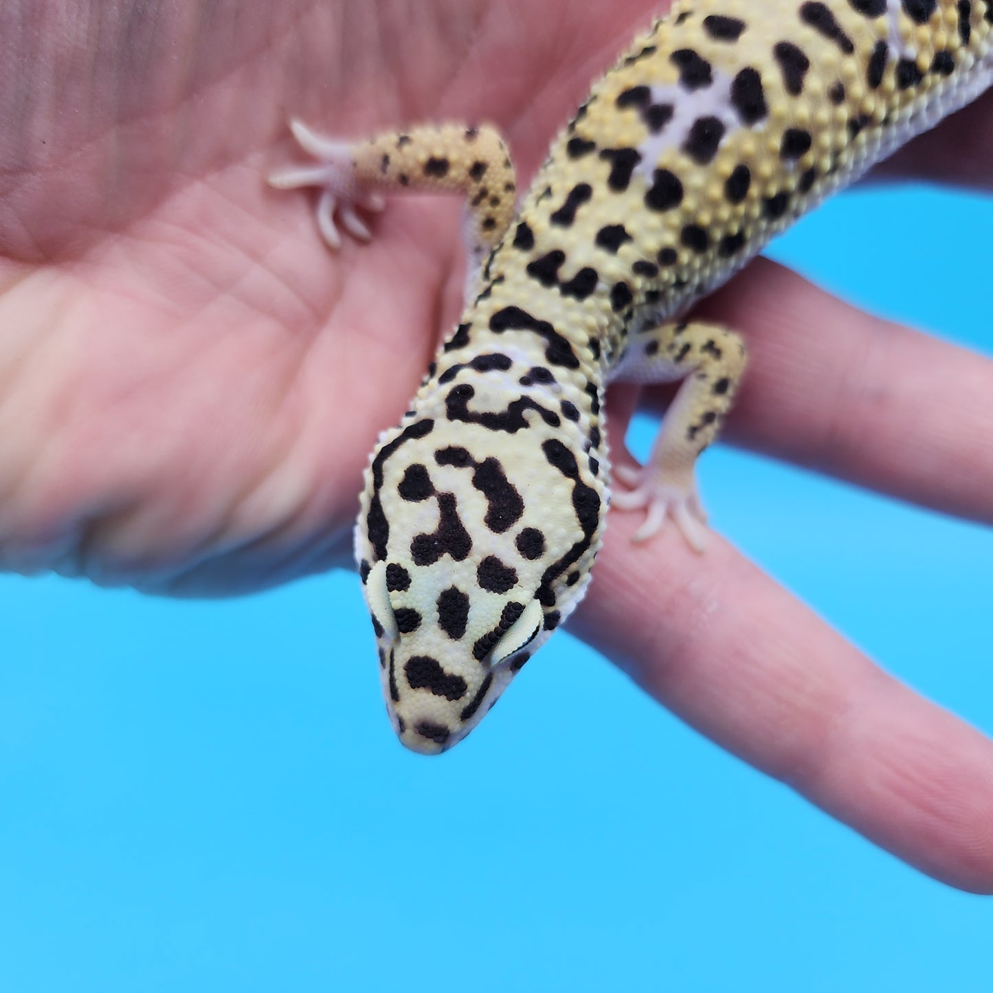Male Hyper Xanthic Afghanicus Bold Bandit Leopard Gecko