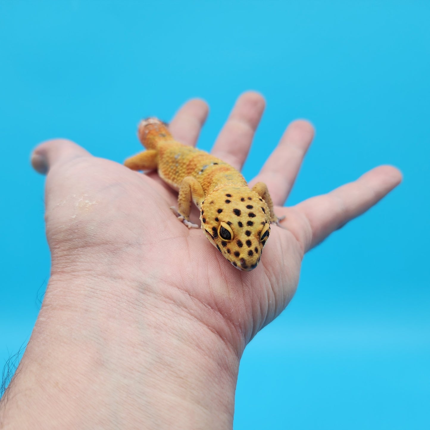 Male Mandarin Tangerine Clown Emerine Jungle Leopard Gecko