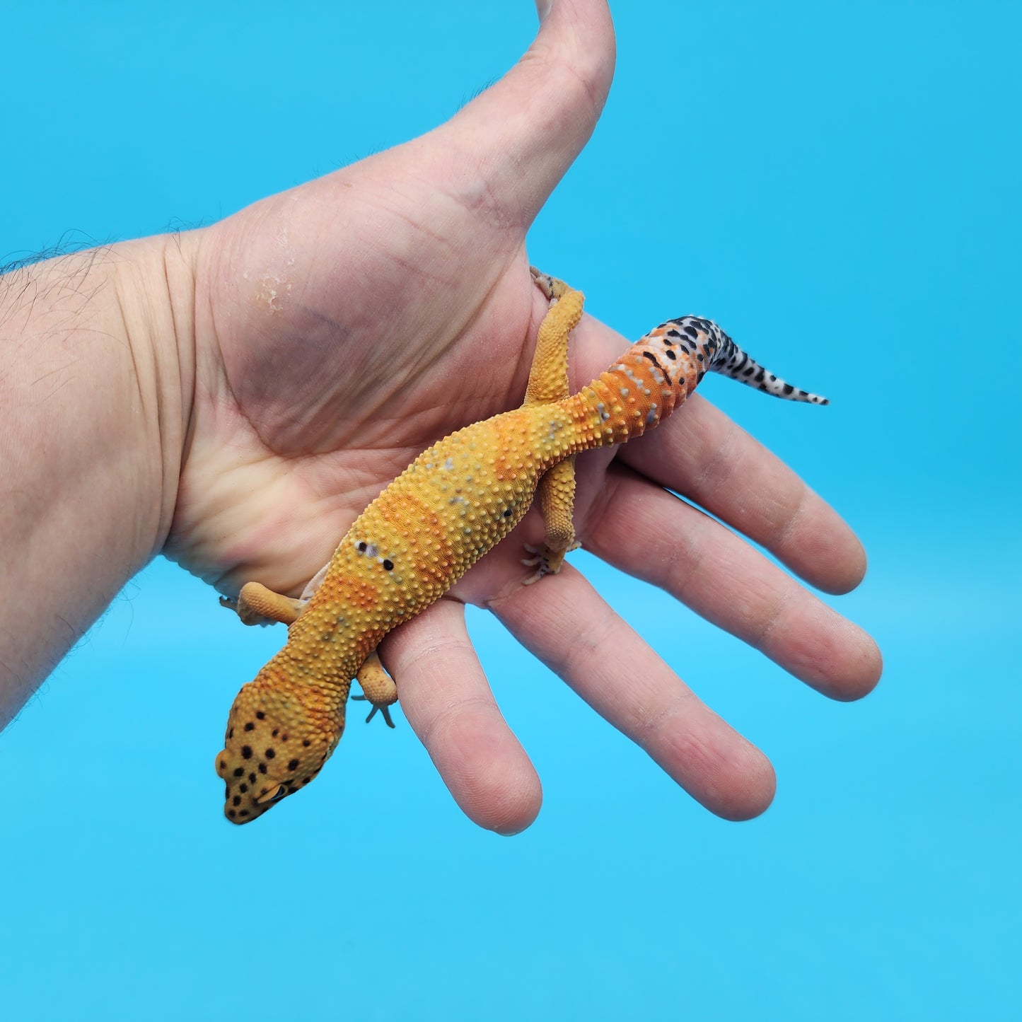 Male Mandarin Tangerine Clown Emerine Jungle Leopard Gecko