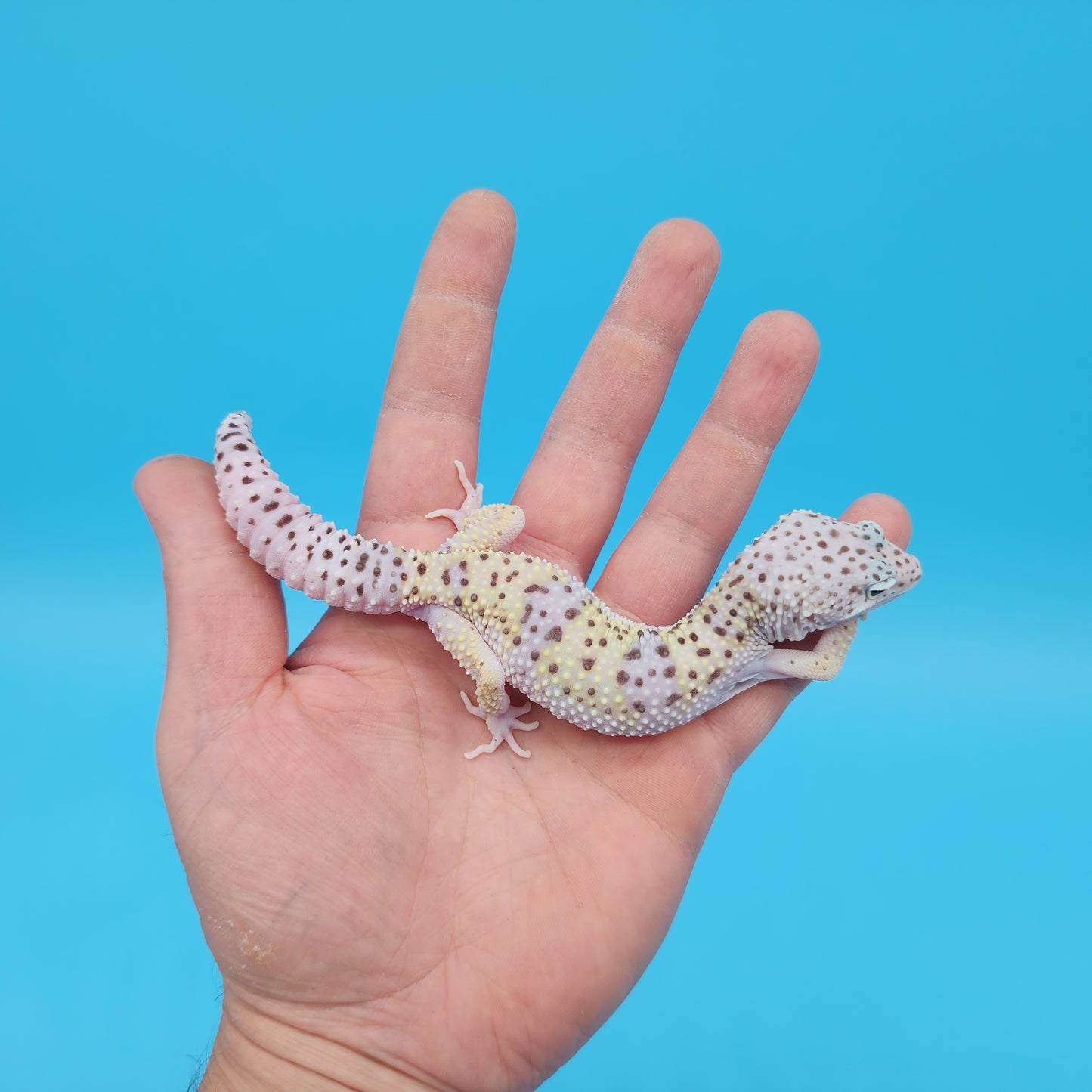 Male Pure Fasciolatus (High Lavender Reduced Pattern Phase) Leopard Gecko