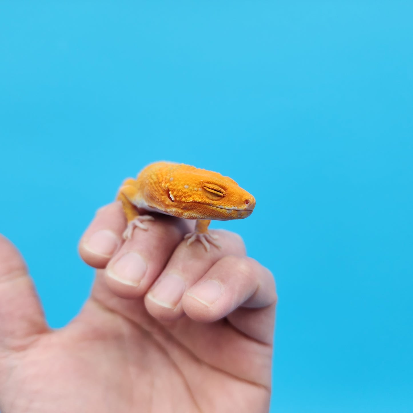 Female Mandarin Tangerine Tremper Albino Speckled Emerine Leopard Gecko (stunning in person!)