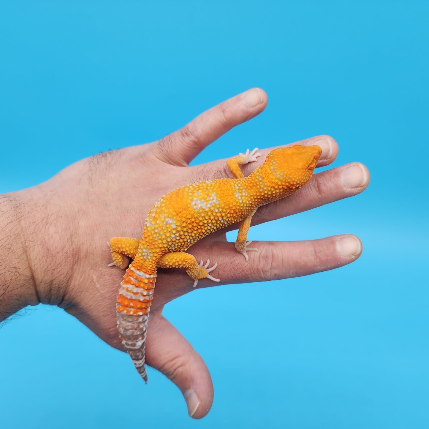 Female Mandarin Tangerine Tremper Albino Speckled Emerine Leopard Gecko (stunning in person!)