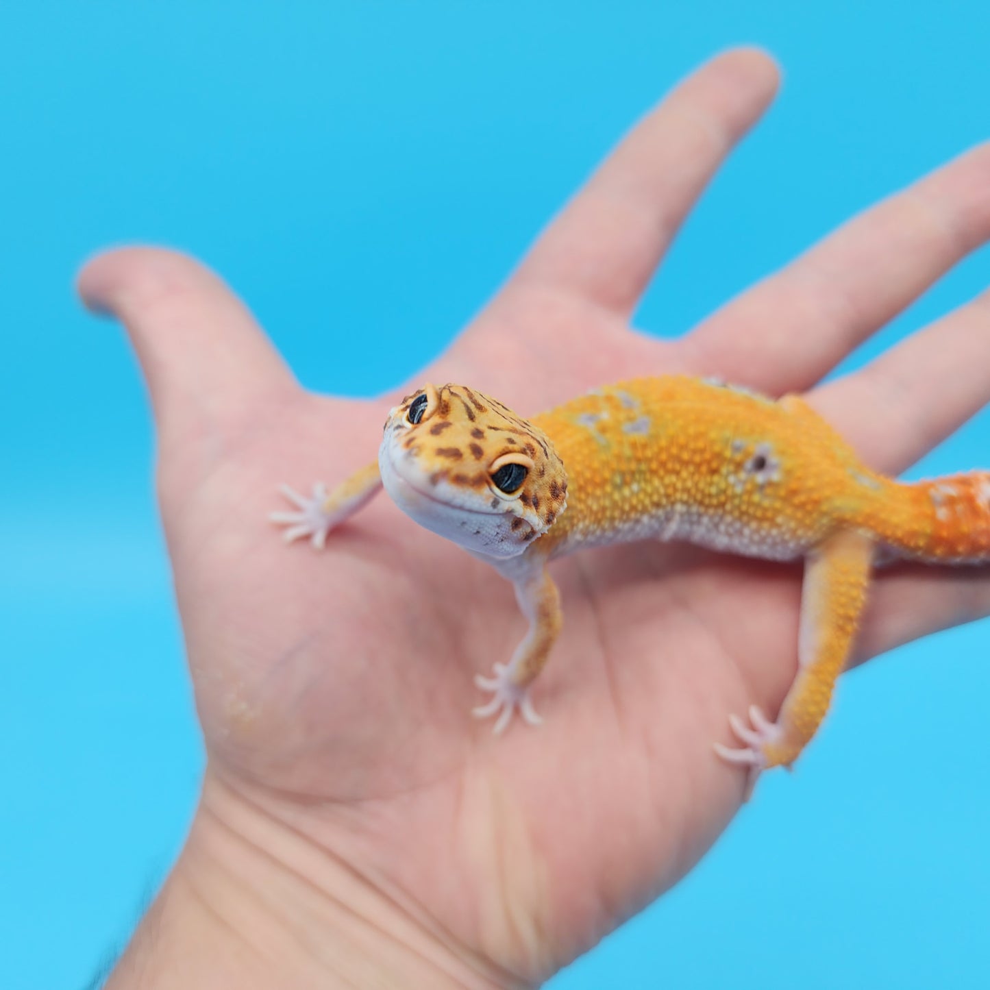 Male Mandarin Inferno Tangerine 100% Het Tremper Albino Emerine Leopard Gecko
