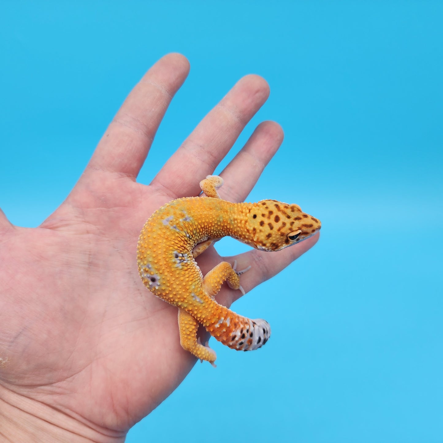 Male Mandarin Inferno Tangerine 100% Het Tremper Albino Emerine Leopard Gecko