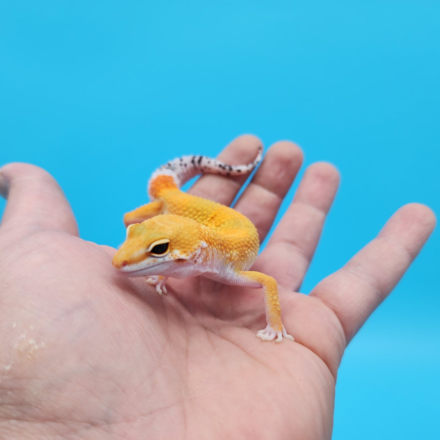 Male Mandarin Inferno Tangerine Bold Possible White and Yellow Leopard Gecko