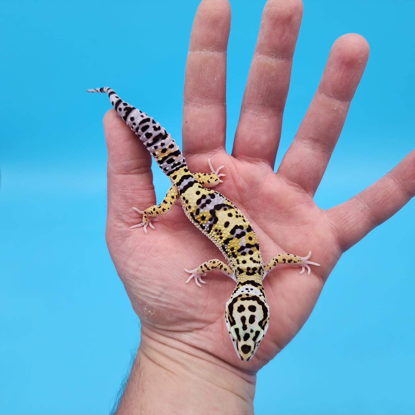 Male Hyper Xanthic Afghanicus Bold Bandit Possible White and Yellow Leopard Gecko