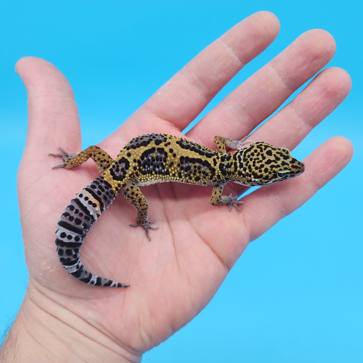 Male 50% Black Night 50% Clown Leopard Gecko