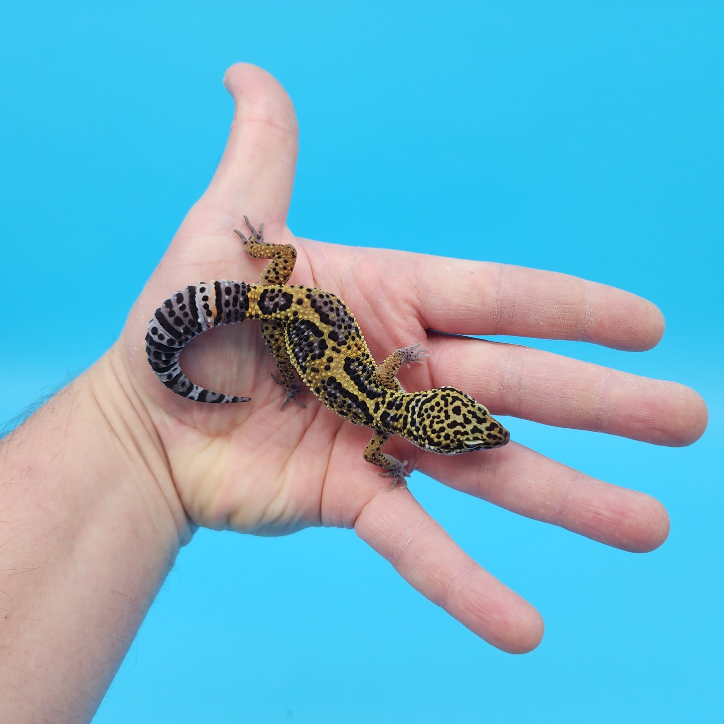 Male 50% Black Night 50% Clown Leopard Gecko