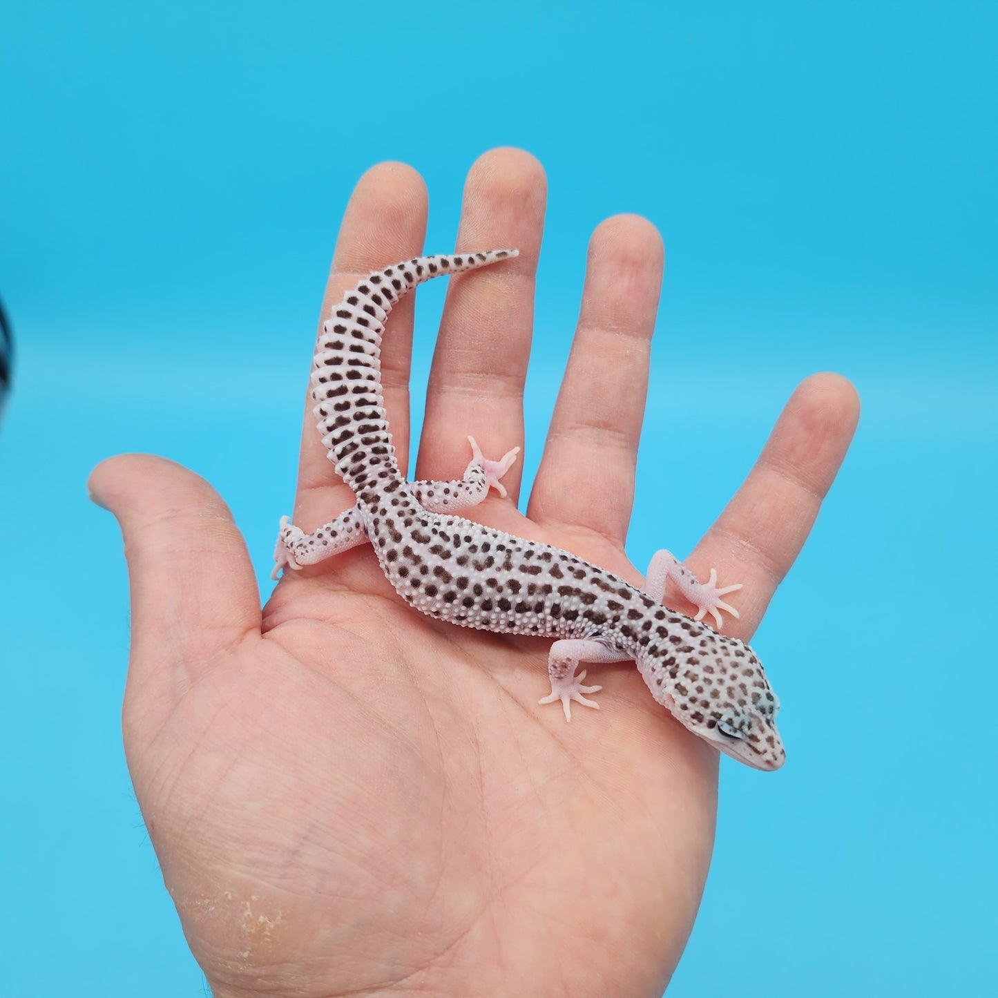 Looking Female Fasciolatus Super Snow (high lavender project) Leopard Gecko