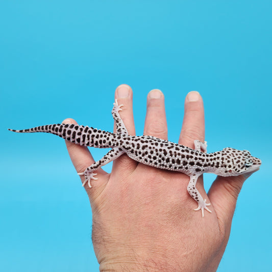 Male FREEZE Project Fasciolatus (50%) Super Snow Leopard Gecko