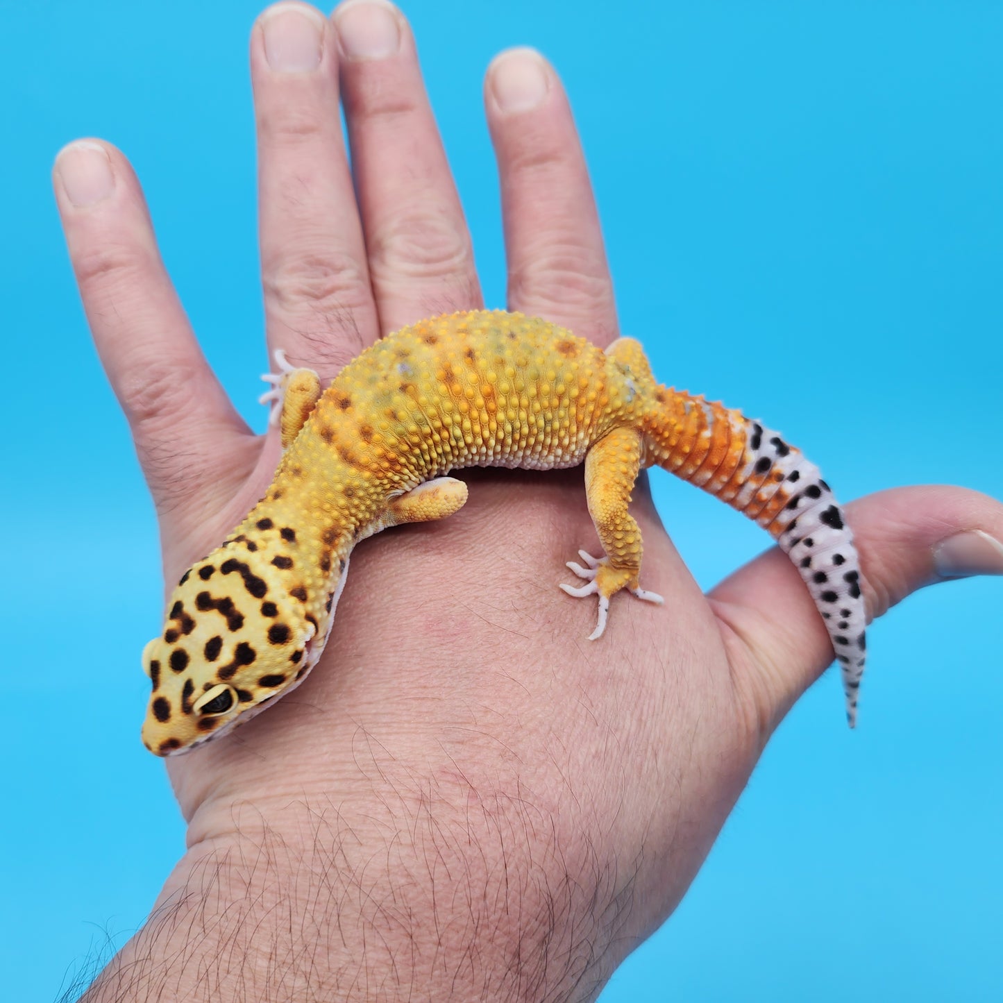 Male Mandarin Inferno Bold Emerine Leopard Gecko