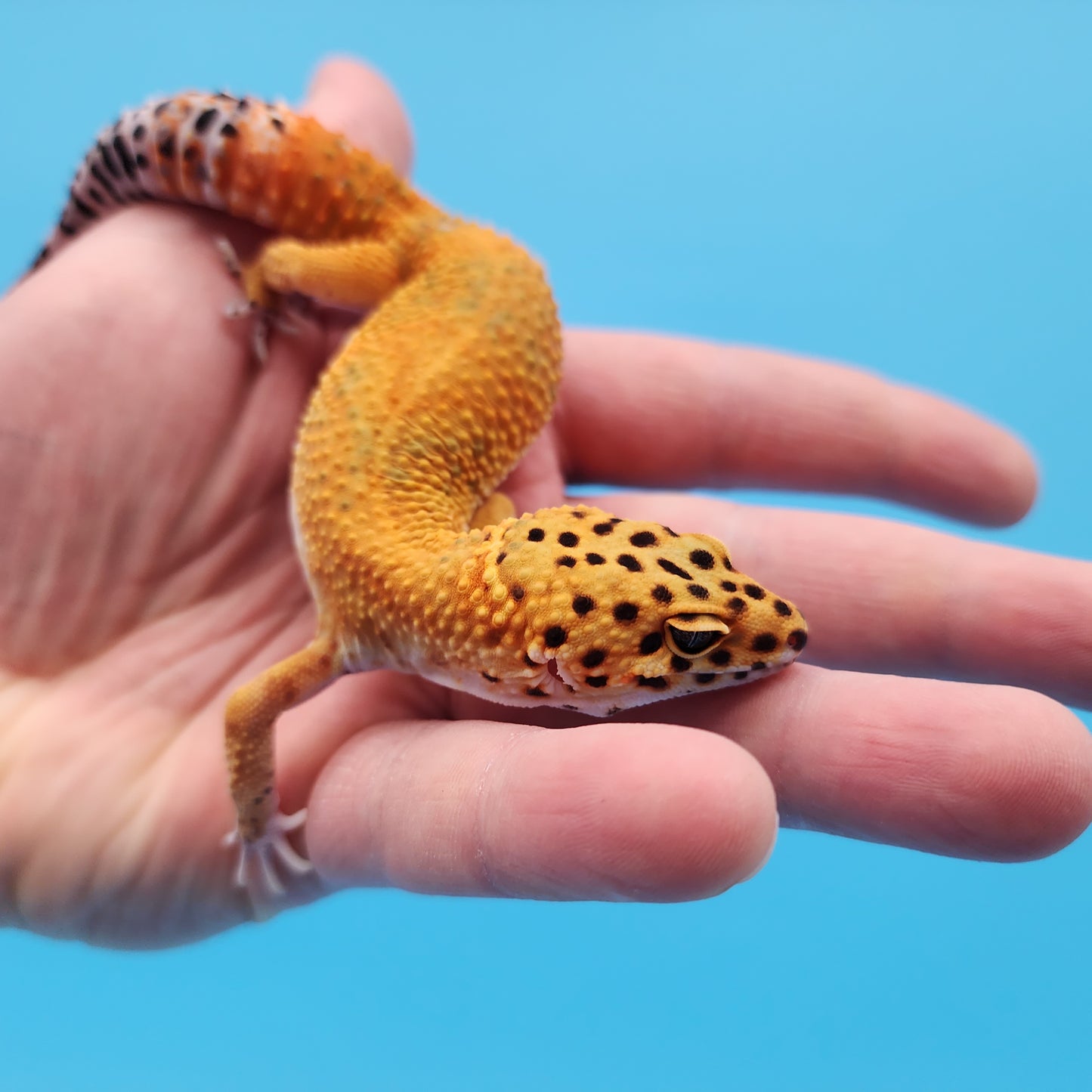 Male Mandarin Clown Leopard Gecko (small healed tail bite from shedding)