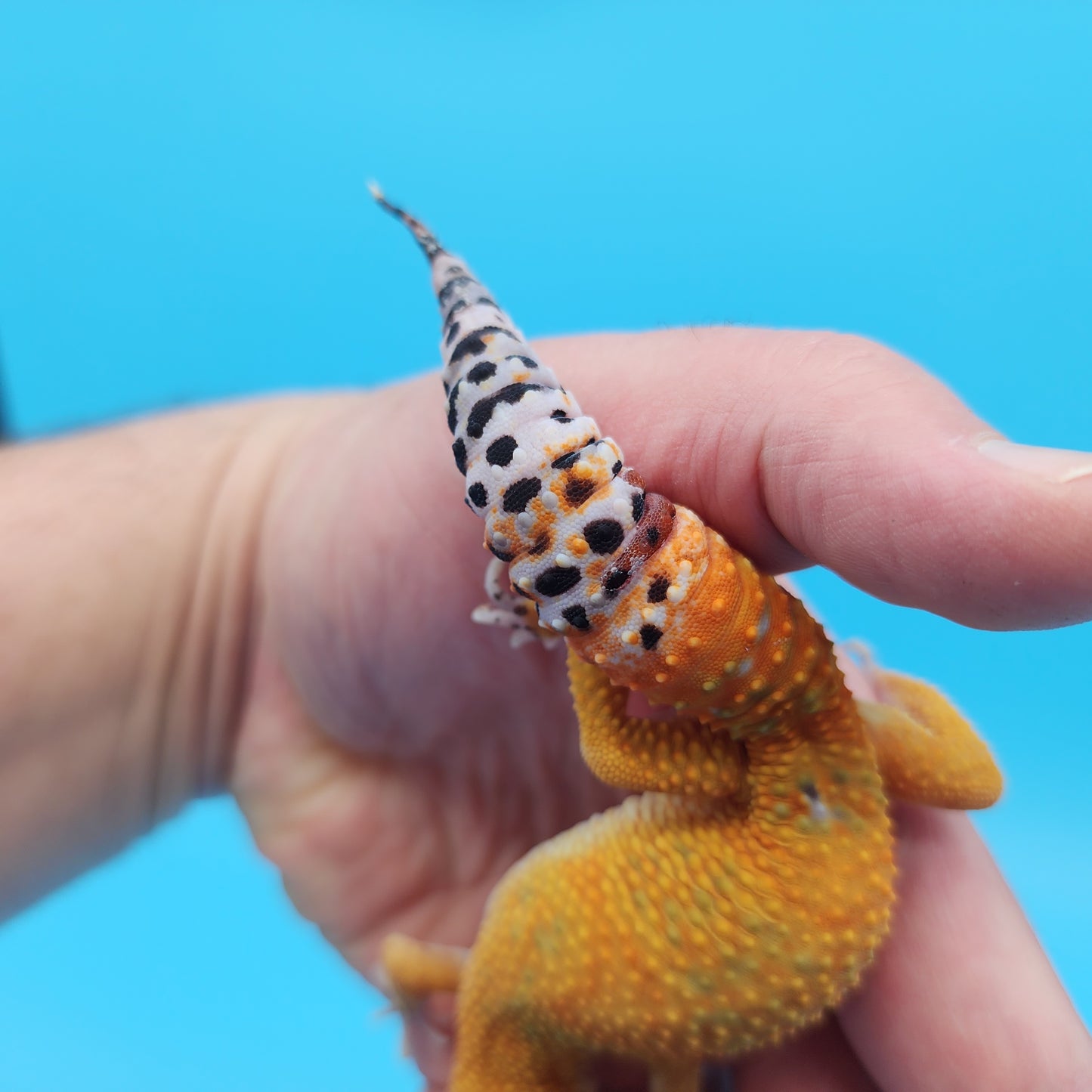 Male Mandarin Clown Leopard Gecko (small healed tail bite from shedding)
