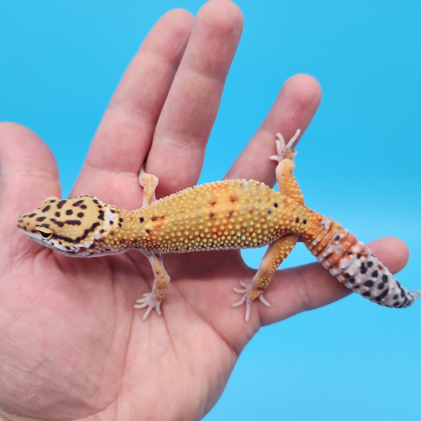 Male Mandarin Inferno Tangerine Bold Emerine Possible White & Yellow Leopard Gecko