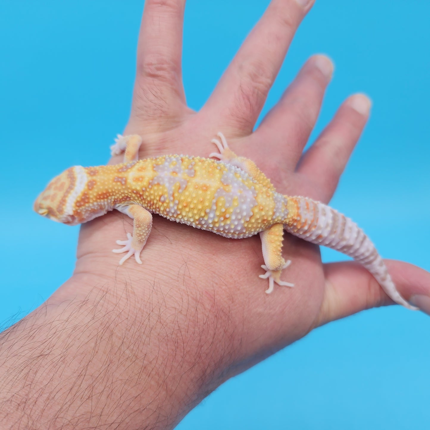 Male Mandarin Inferno Tangerine Bold Tremper Albino White & Yellow Halloween Mask Leopard Gecko