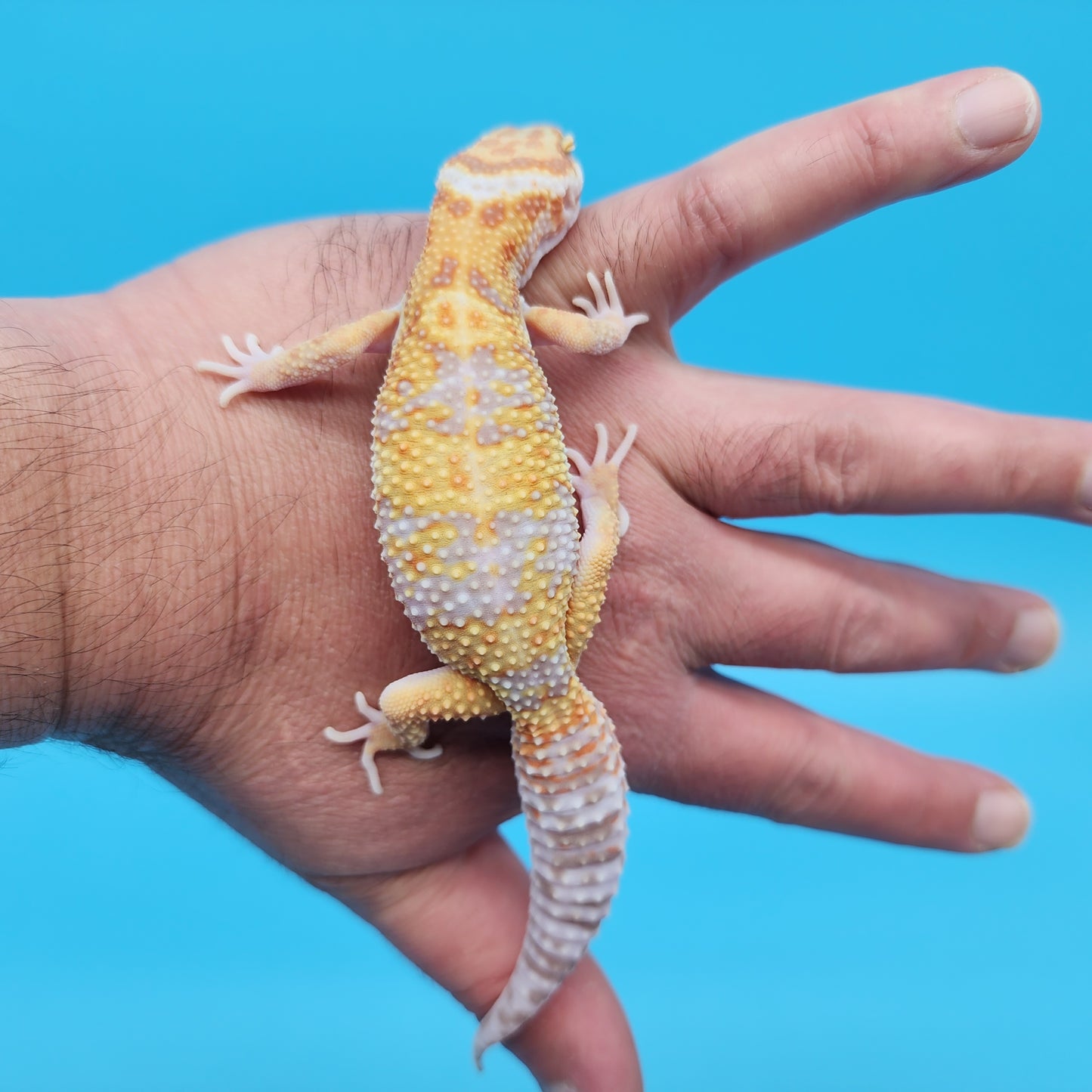 Male Mandarin Inferno Tangerine Bold Tremper Albino White & Yellow Halloween Mask Leopard Gecko