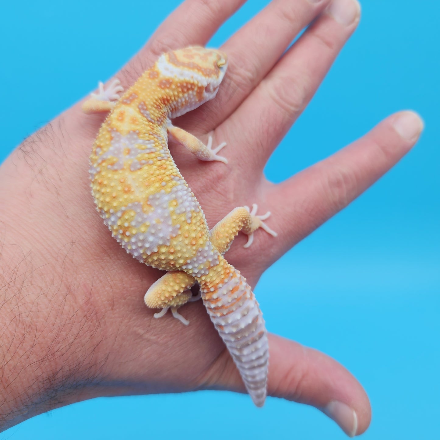 Male Mandarin Inferno Tangerine Bold Tremper Albino White & Yellow Halloween Mask Leopard Gecko