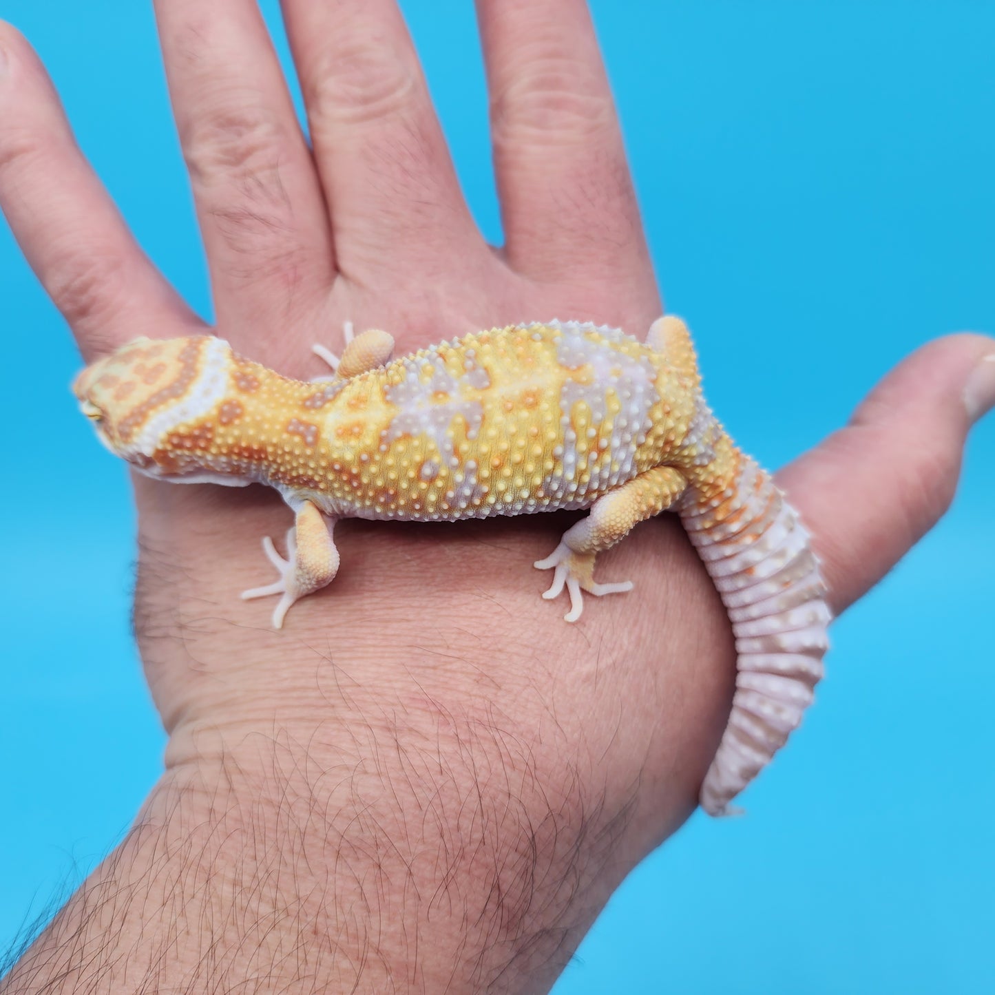 Male Mandarin Inferno Tangerine Bold Tremper Albino White & Yellow Halloween Mask Leopard Gecko