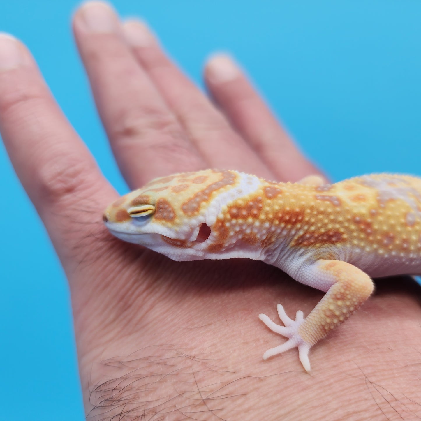 Male Mandarin Inferno Tangerine Bold Tremper Albino White & Yellow Halloween Mask Leopard Gecko