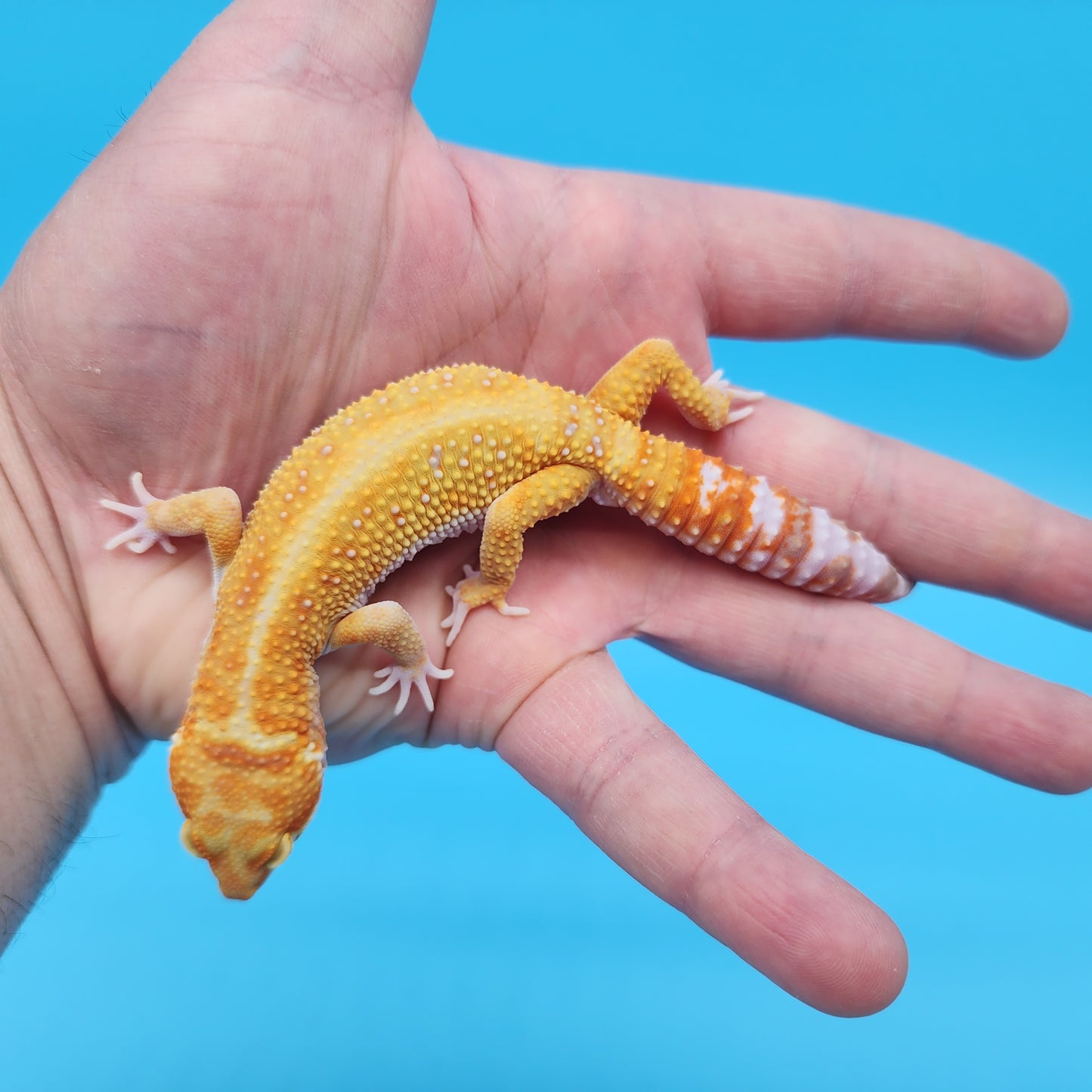 Male Inferno Tangerine Bold Tremper Albino White & Yellow Leopard Gecko